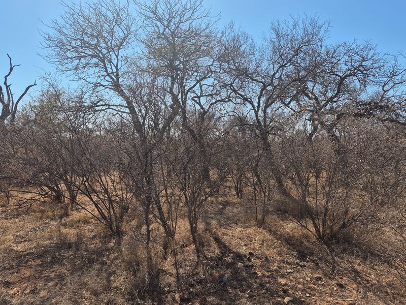 Plot and Plan option available in Hoedspruit Wildlife Estate - Photo 9