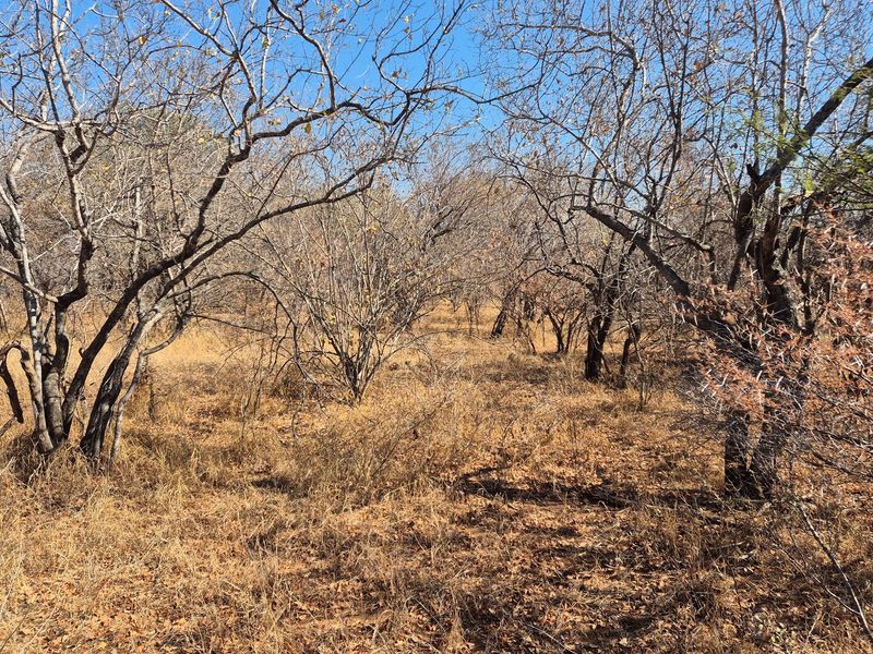 Plot and Plan option available in Hoedspruit Wildlife Estate - Photo 6