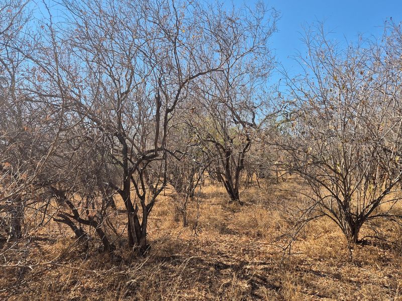 Plot and Plan option available in Hoedspruit Wildlife Estate - Photo 7