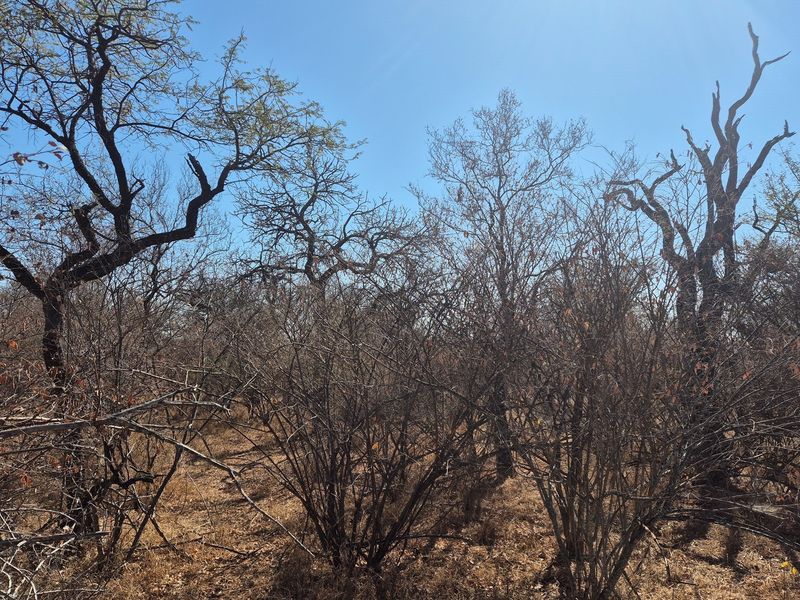 Plot and Plan option available in Hoedspruit Wildlife Estate - Photo 3