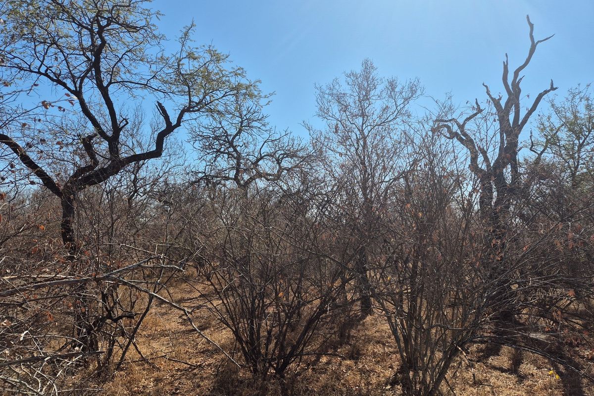 Plot and Plan option available in Hoedspruit Wildlife Estate - Photo 3