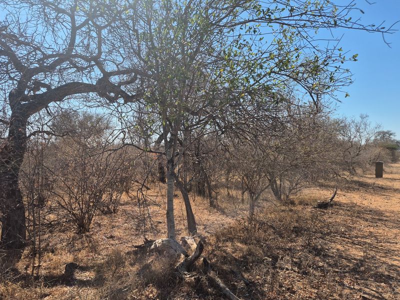 Plot and Plan option available in Hoedspruit Wildlife Estate - Photo 10