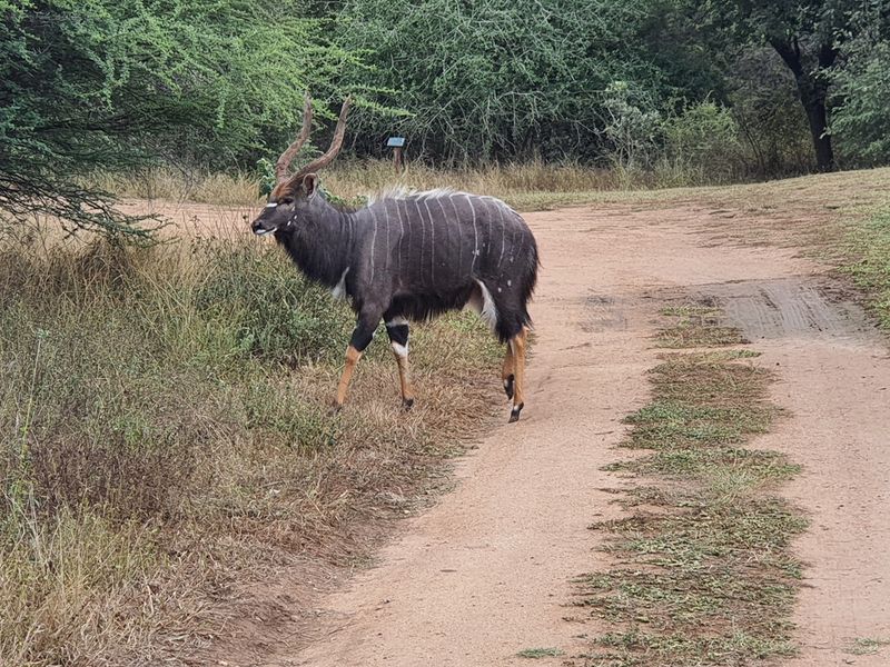 Plot and Plan option available in Hoedspruit Wildlife Estate - Photo 2