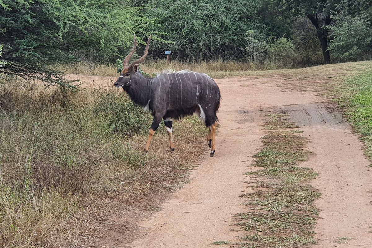 Plot and Plan option available in Hoedspruit Wildlife Estate - Photo 2