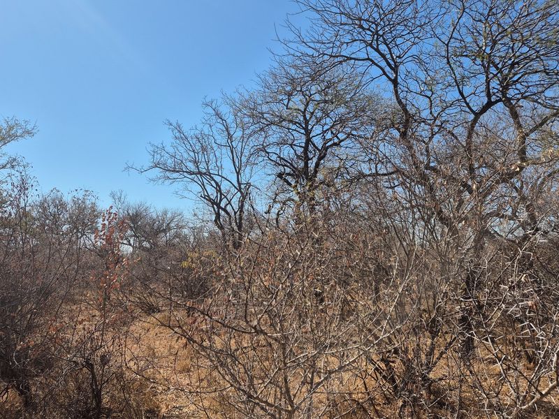 Plot and Plan option available in Hoedspruit Wildlife Estate - Photo 4