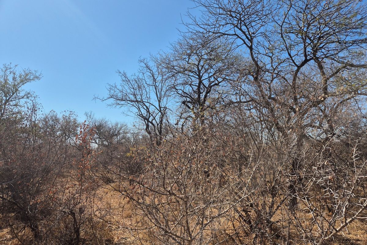 Plot and Plan option available in Hoedspruit Wildlife Estate - Photo 4