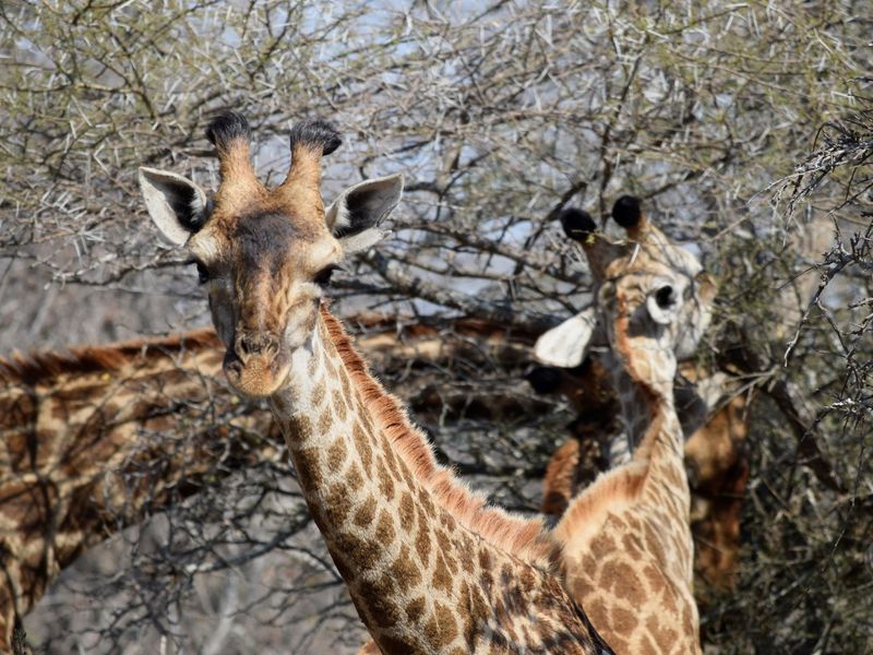 Plot and Plan option available in Hoedspruit Wildlife Estate - Photo 1