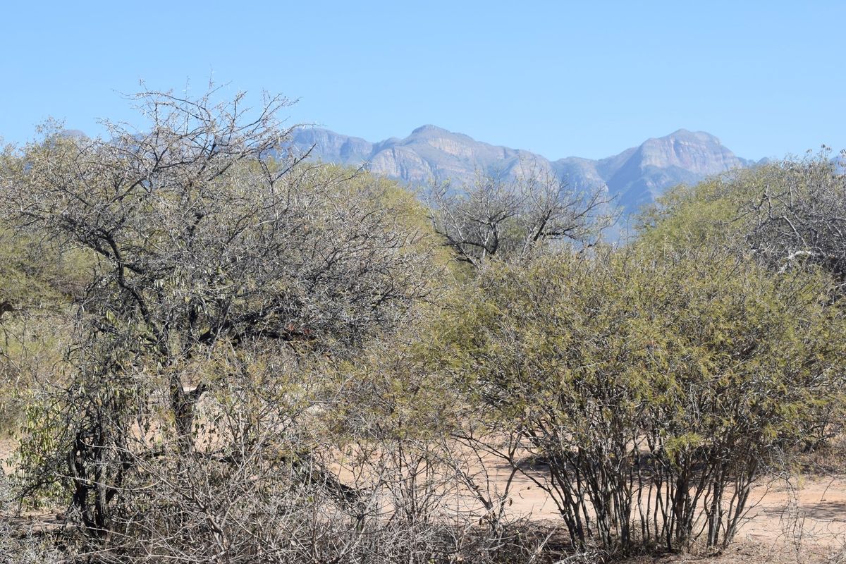 A scenic view of the natural landscape featuring native trees and shrubs with mountain ranges in the background.