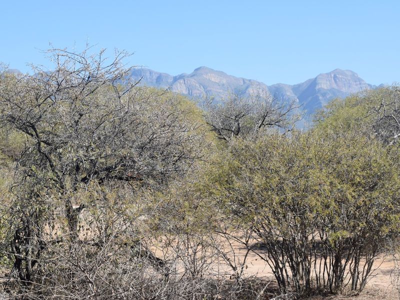 A scenic view of the natural landscape featuring native trees and shrubs with mountain ranges in the background.