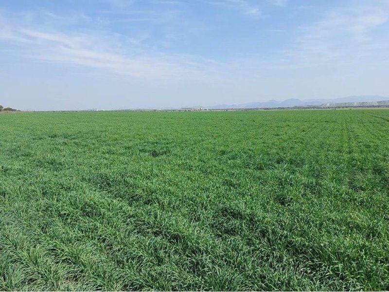 180ha Productive, well developed agricultural land, Koedoeskop - Photo 6