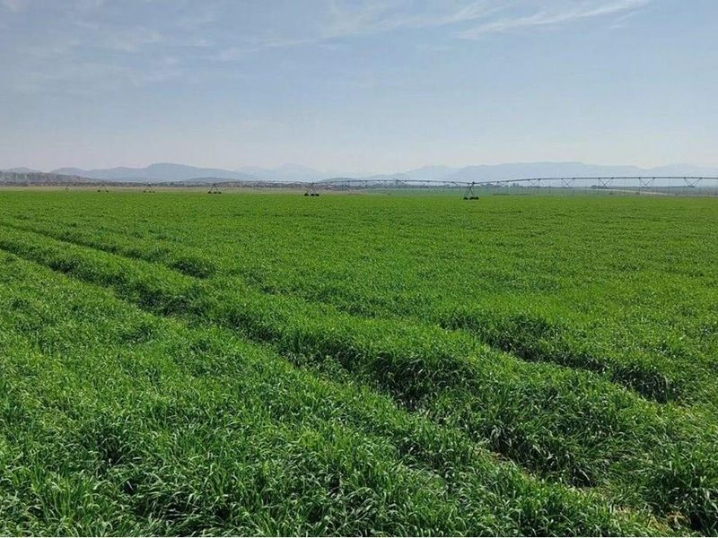 180ha Productive, well developed agricultural land, Koedoeskop - Photo 7