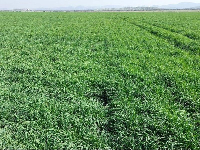 180ha Productive, well developed agricultural land, Koedoeskop - Photo 5