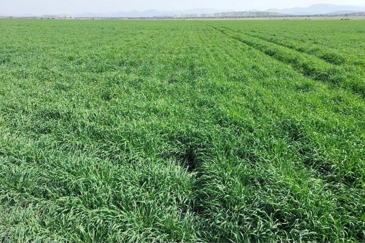 180ha Productive, well developed agricultural land, Koedoeskop - Photo 5