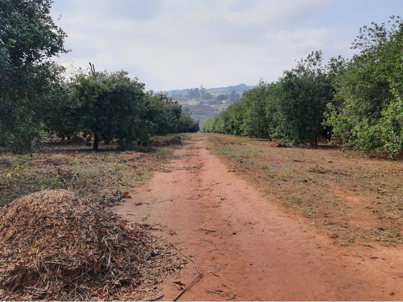 16Ha Macadamia Farm with 3 Dwelings and dam. PRICED RIGHT! - Photo 4