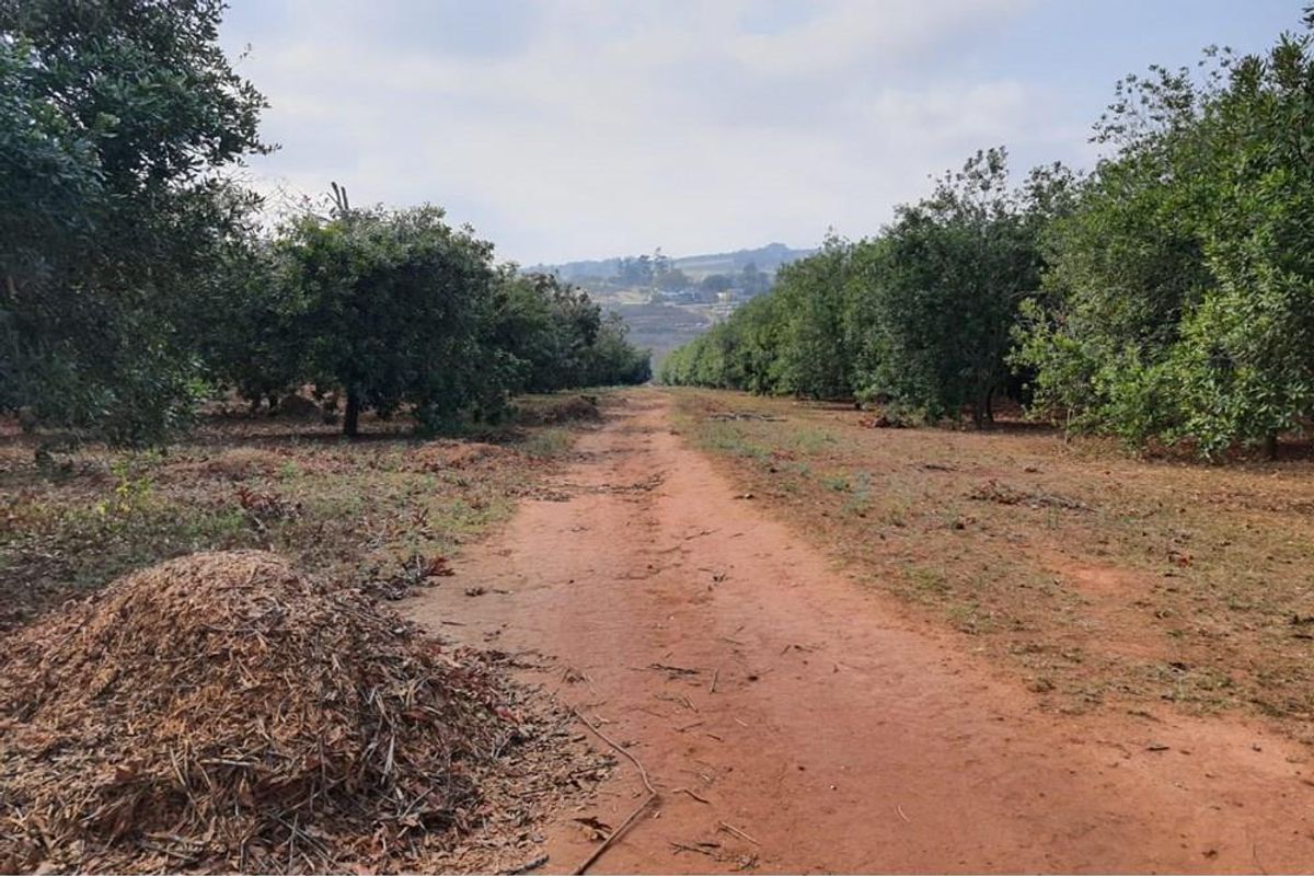 16Ha Macadamia Farm with 3 Dwelings and dam. PRICED RIGHT! - Photo 4