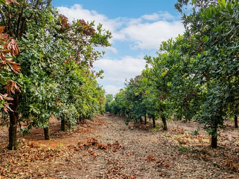 A view of a well-established orchard on the farm property, featuring rows of mature trees.