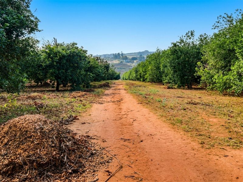 A view of a dirt farm road running through an established orchard with mature trees and distant rolling hills.