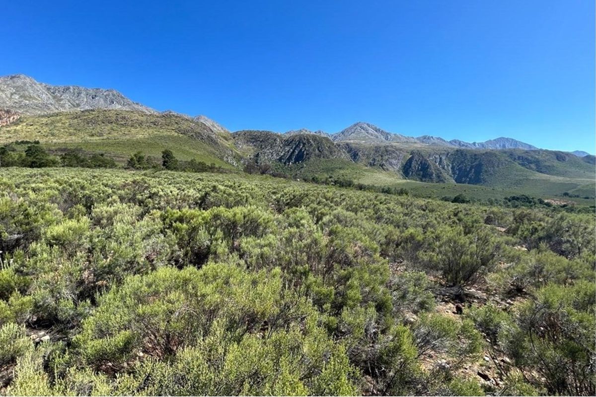 3.18 ha pristine development land close to the Cango Gaves in Oudtshoorn - Photo 4