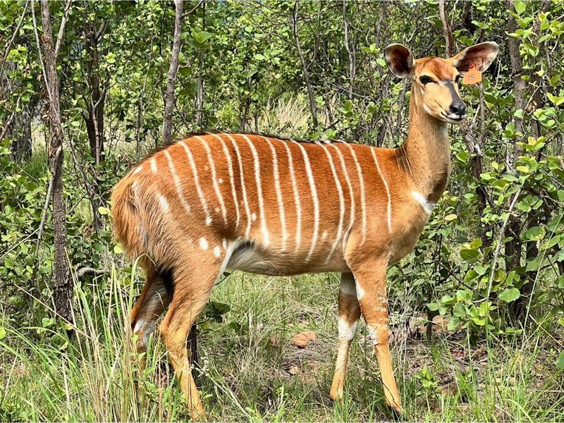 Bushveld Stand with Privacy, Views & Lifestyle.....Limited Availability! - Photo 7