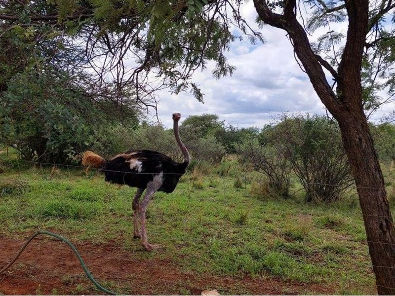 45 ha Smallholding in Roodepoort, Bela Bela with lots of breeding camps and two title deeds - Photo 6