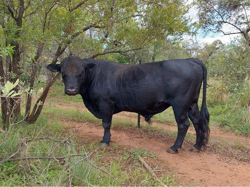 45 ha Smallholding in Roodepoort, Bela Bela with lots of breeding camps and two title deeds - Photo 5