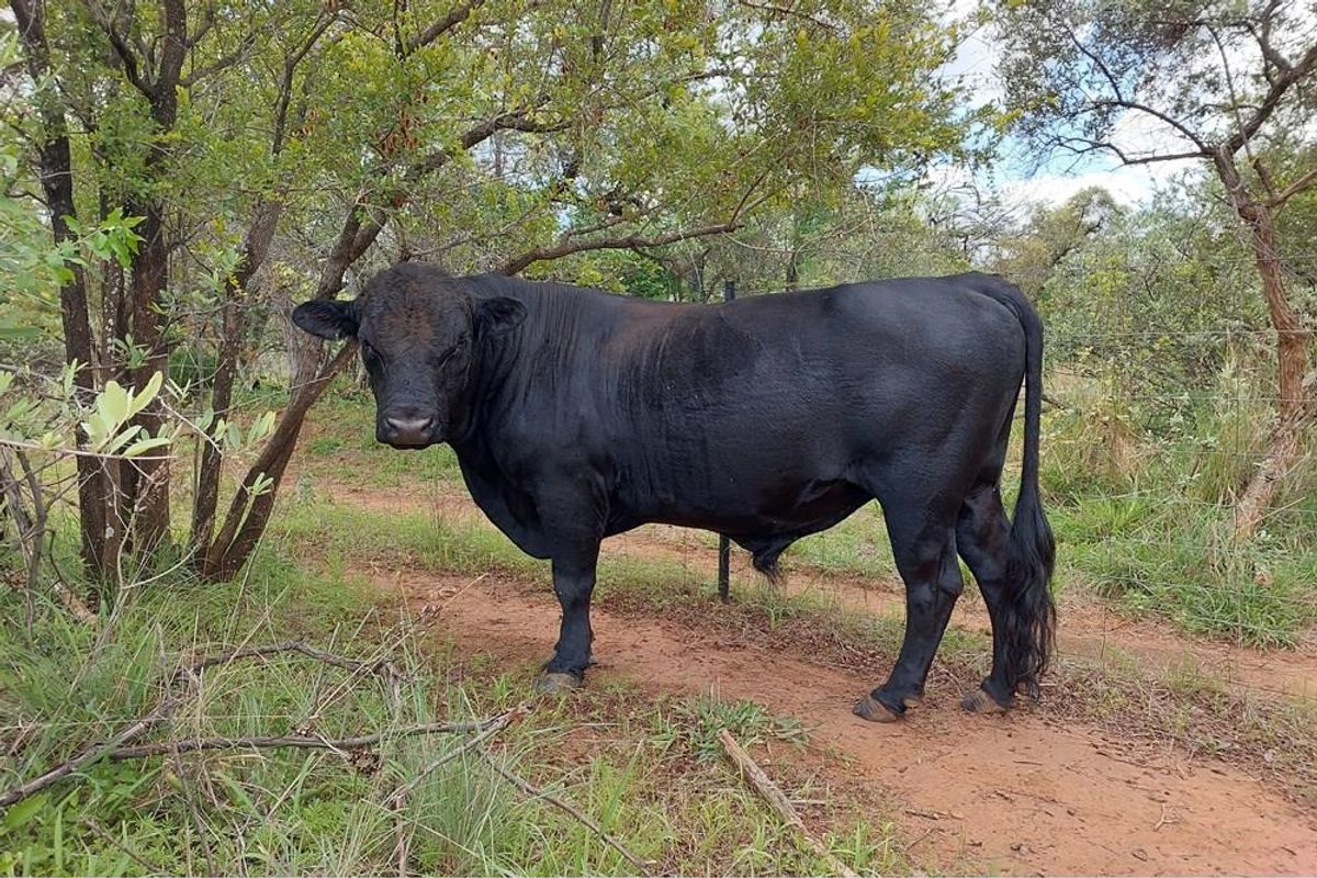 45 ha Smallholding in Roodepoort, Bela Bela with lots of breeding camps and two title deeds - Photo 5