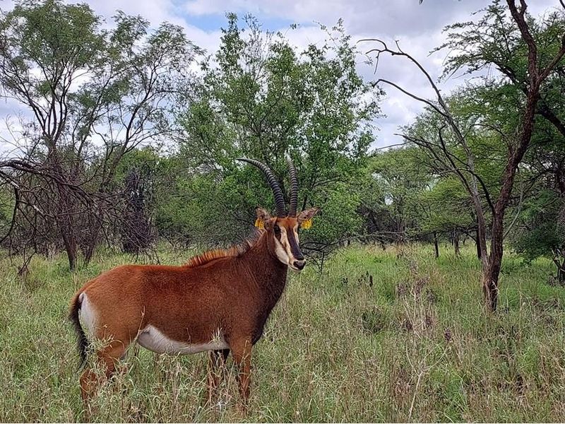 A scenic view of the natural landscape on the farm, featuring indigenous trees and wildlife in their natural habitat.
