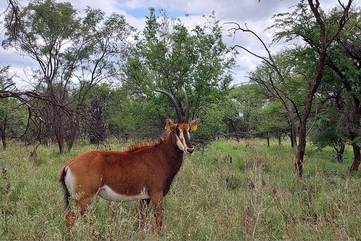 A scenic view of the natural landscape on the farm, featuring indigenous trees and wildlife in their natural habitat.
