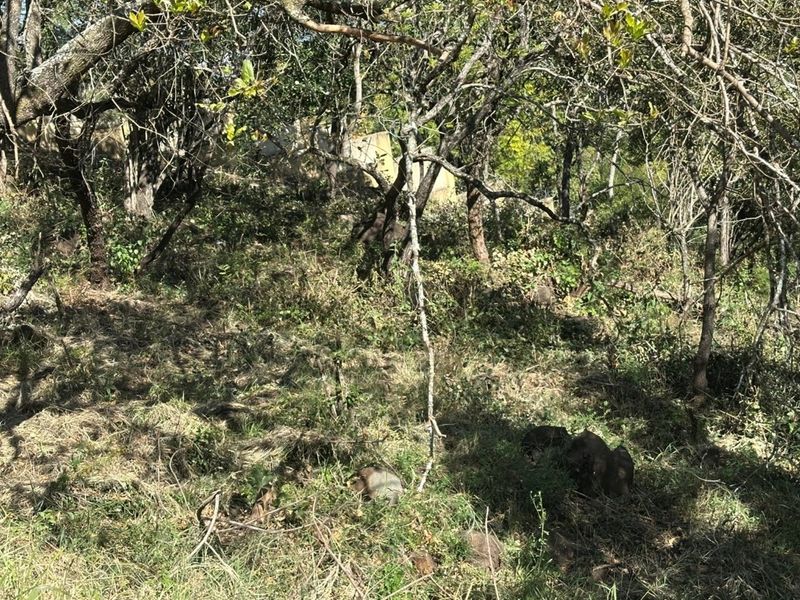 🏡 Vacant Stand For Sale | Mountain View Estate, Drum Rock - Photo 10