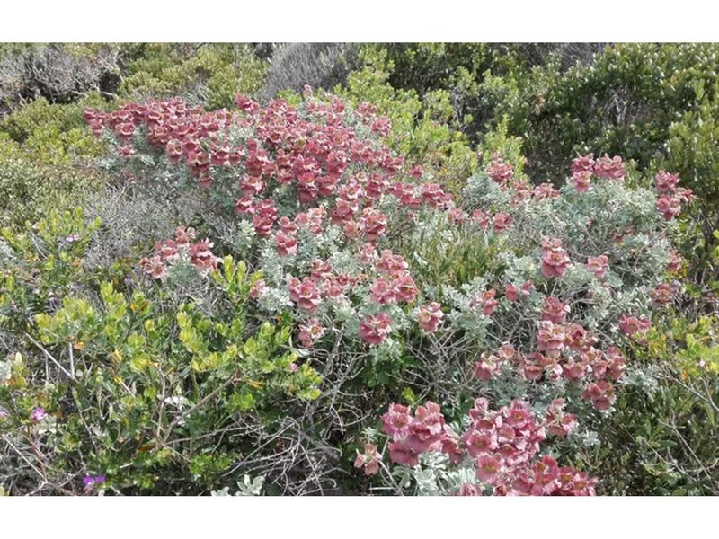 Expansive Coastal Residential lnd 4.2 ha in Birkenhead in Gansbaai - 300 m from sea - Photo 5
