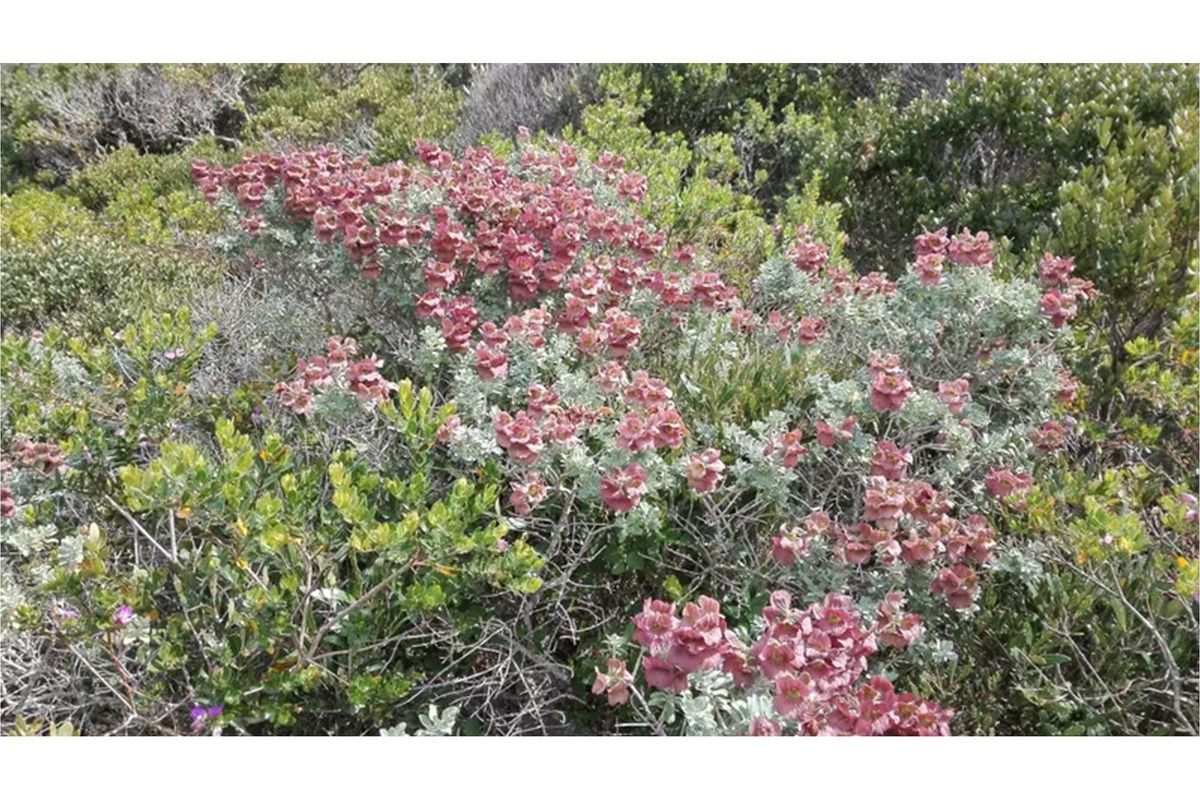 Expansive Coastal Residential lnd 4.2 ha in Birkenhead in Gansbaai - 300 m from sea - Photo 5