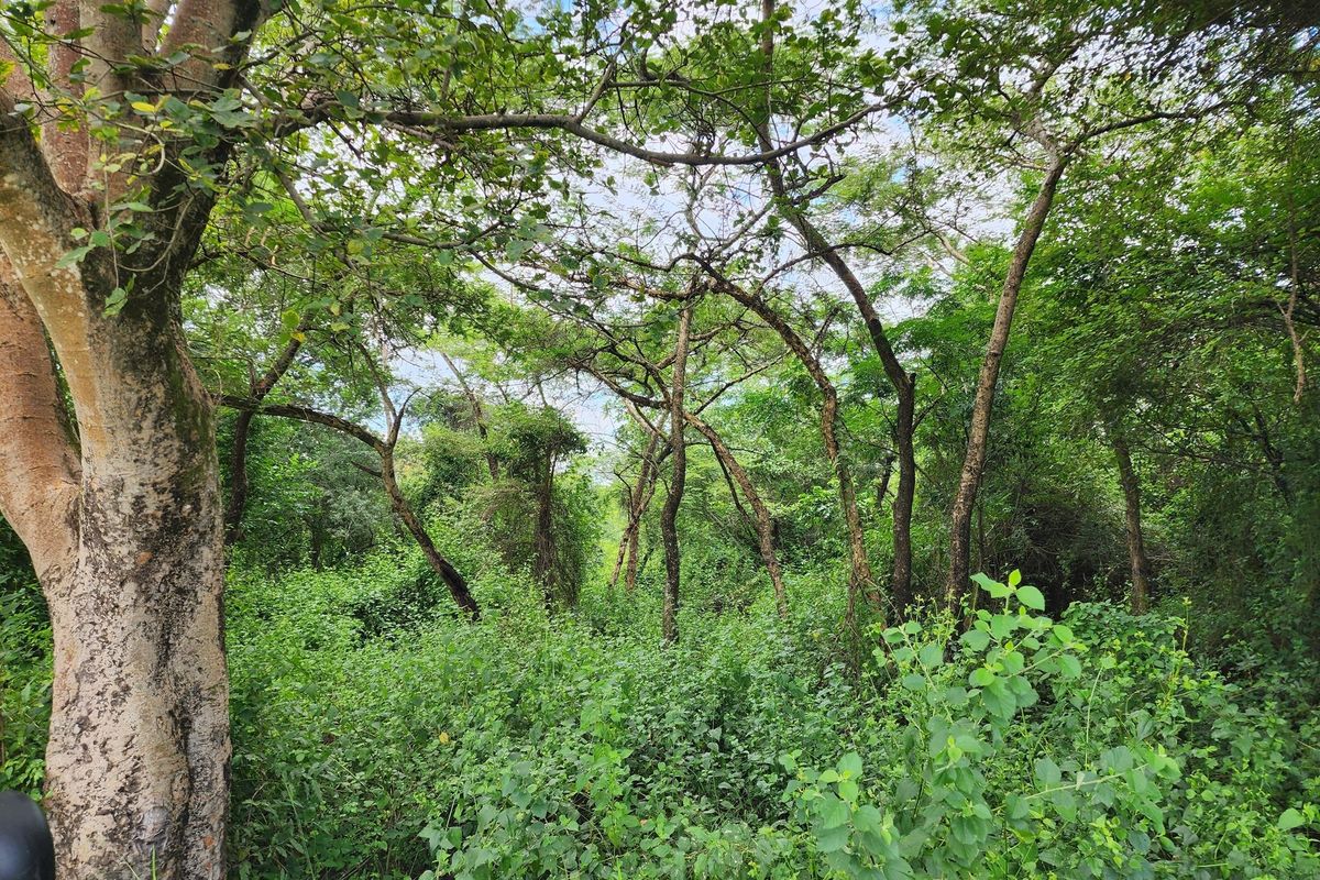 Prime 74 Ha Irrigation Farm for Sale in Levubu - A Rare Opportunity. - Photo 5