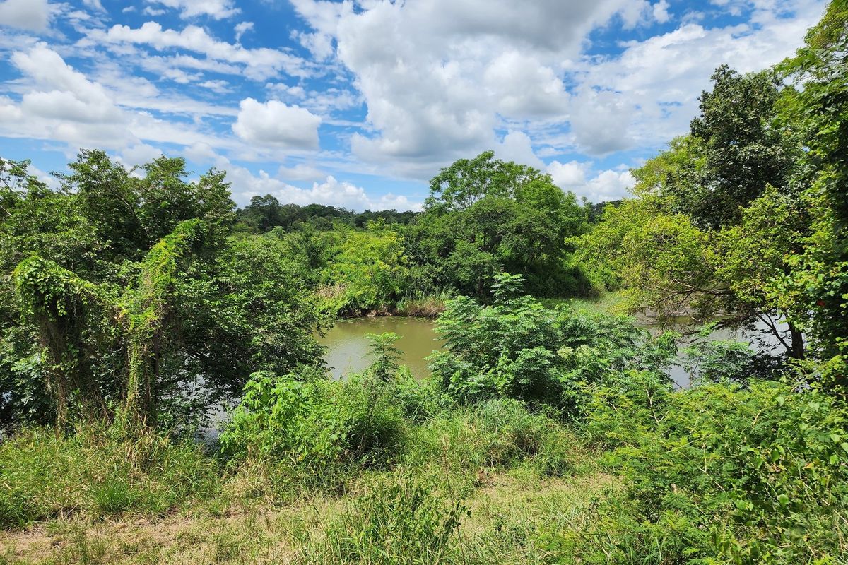 Prime 74 Ha Irrigation Farm for Sale in Levubu - A Rare Opportunity. - Photo 4