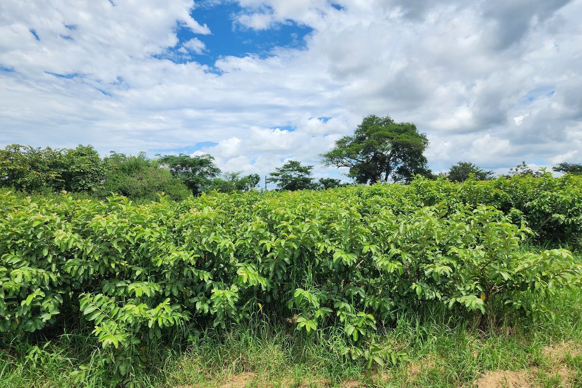 Prime 74 Ha Irrigation Farm for Sale in Levubu - A Rare Opportunity. - Photo 3