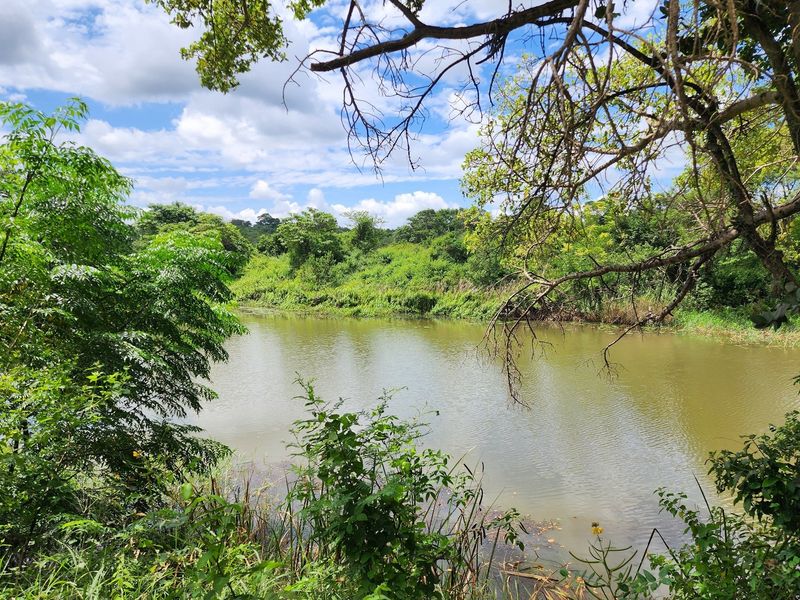 A scenic view of a natural dam or pond surrounded by lush green vegetation and trees on the farm property.