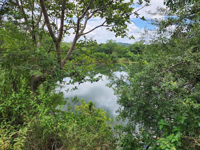 A scenic view of a natural pond surrounded by lush green trees and vegetation on the farm property.