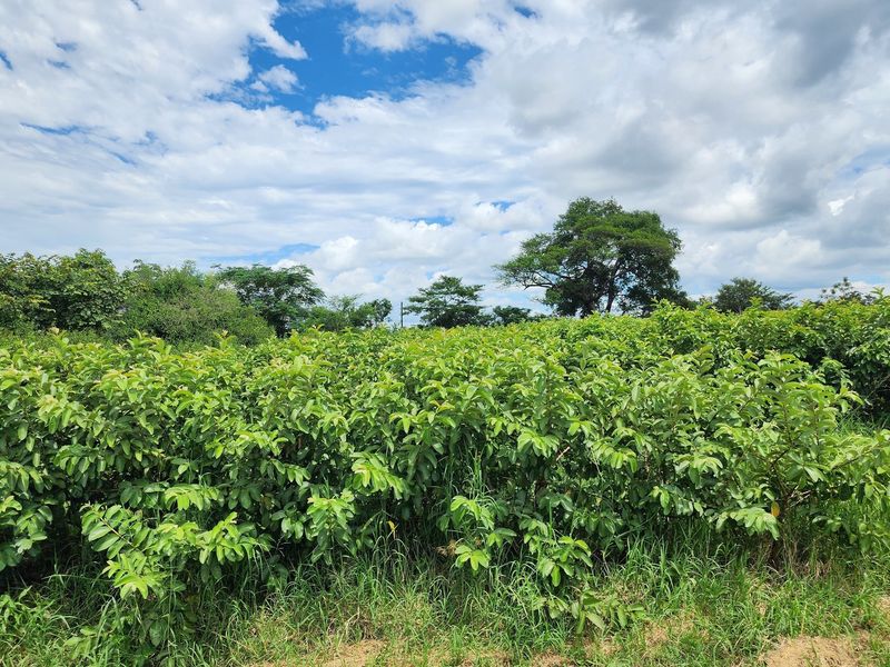 A view of the farm land featuring established fruit trees and lush green vegetation under a bright, cloudy sky.