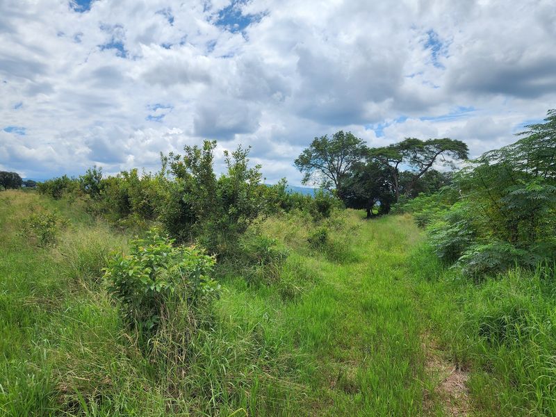 Expansive open farmland featuring established trees and natural vegetation under a cloudy sky, suitable for agricultural use or development.