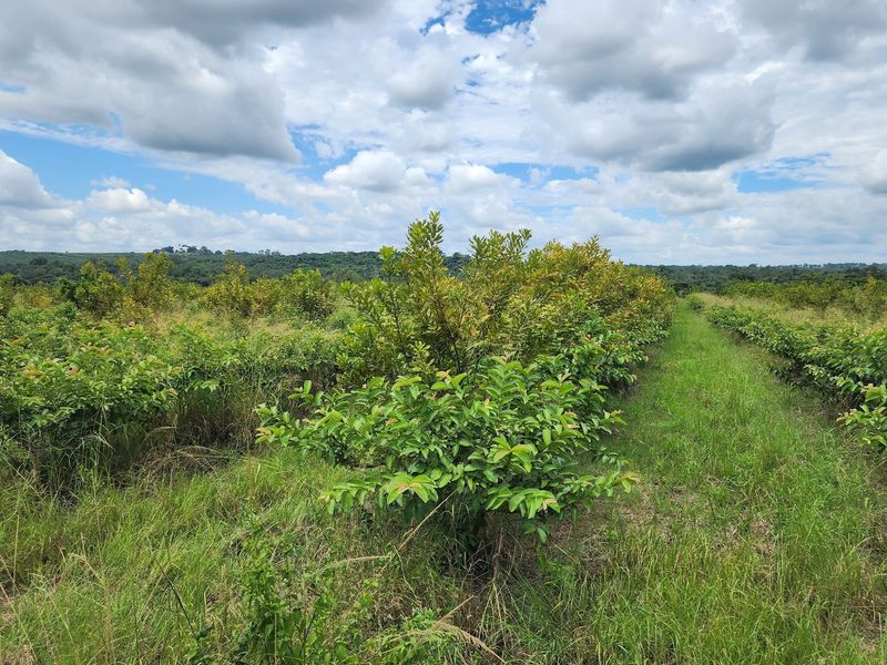 Expansive agricultural land featuring rows of young fruit trees, showcasing the property's potential for orchard cultivation and rural development.