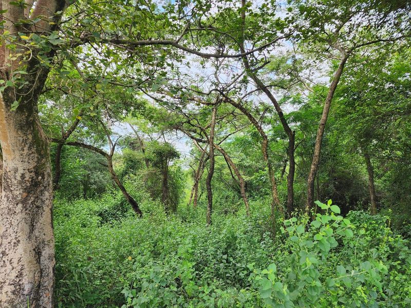 A view of the natural landscape and dense vegetation on the farm property, showcasing the established trees and wild greenery.