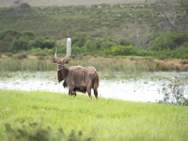 OWN YOUR OWN PIECE OF PARADISE IN JEFFREYS BAY! - Photo 4