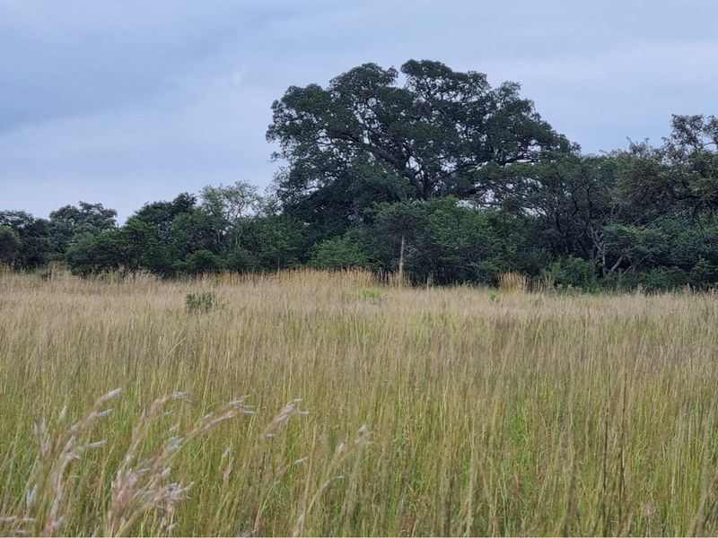 1211-Hectare Conservation Property for Sale - Photo 8