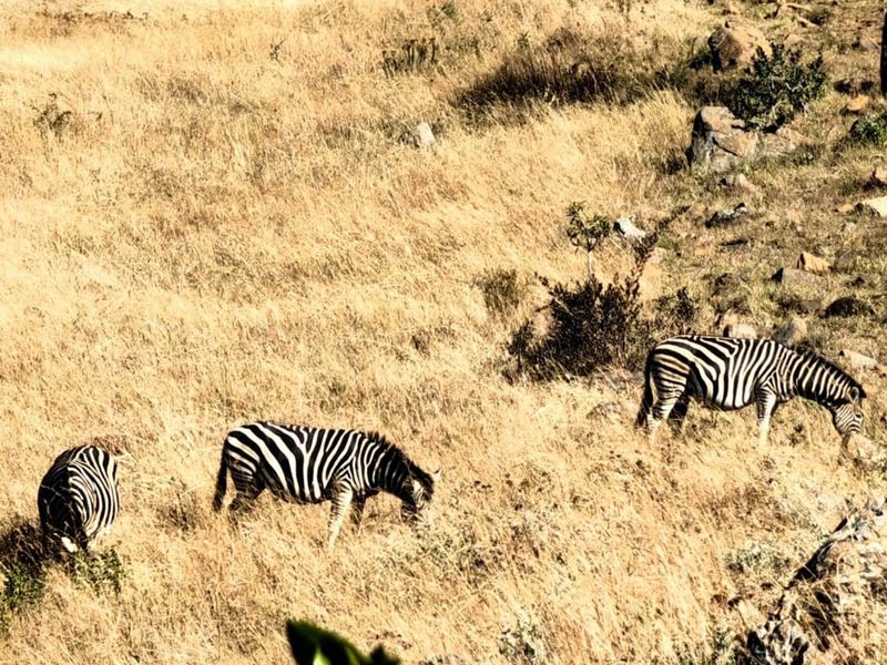 Where English Country Romance Meets the Wild Lowveld - A Rare Schoemanskloof Estate - Photo 6