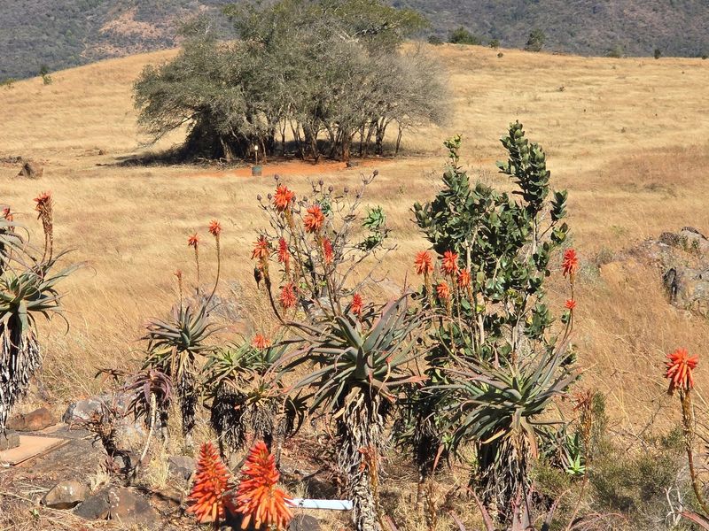 Where English Country Romance Meets the Wild Lowveld - A Rare Schoemanskloof Estate - Photo 4