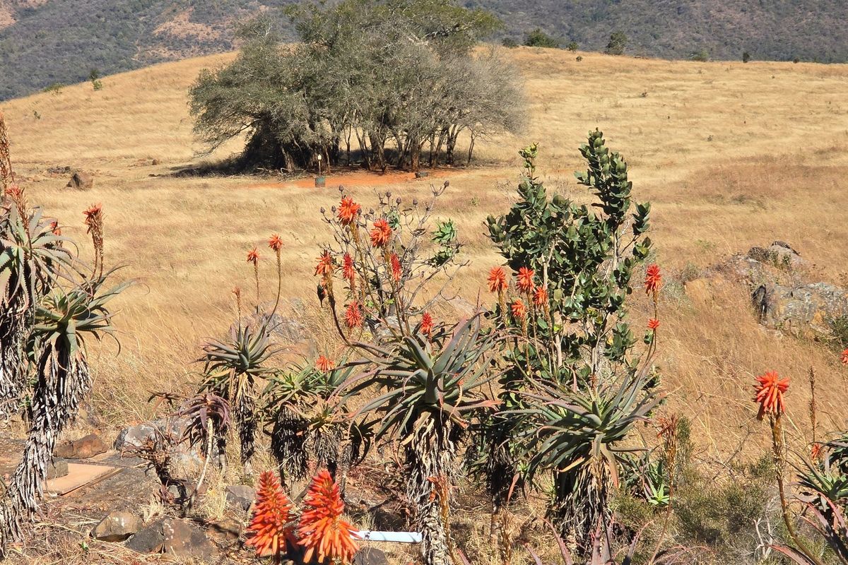 Where English Country Romance Meets the Wild Lowveld - A Rare Schoemanskloof Estate - Photo 4