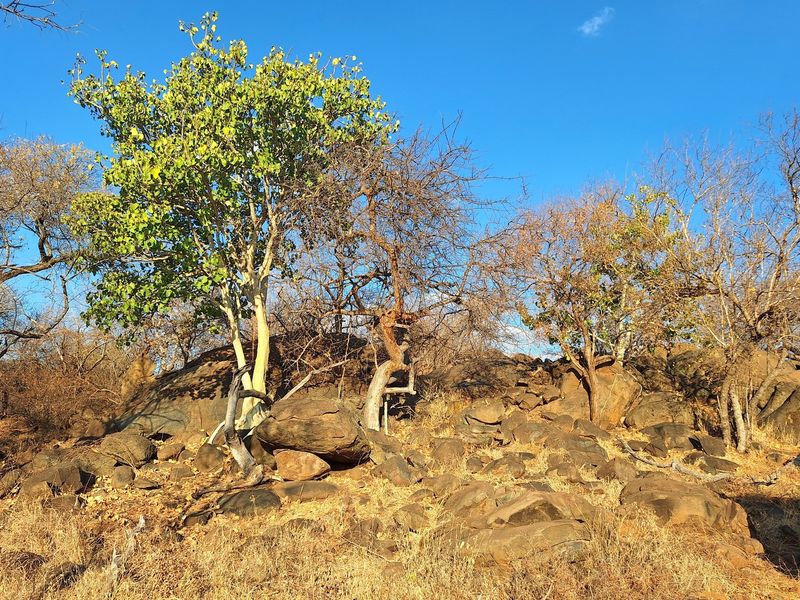 "Find Serenity at Raptors View Wildlife Estate" - Photo 7