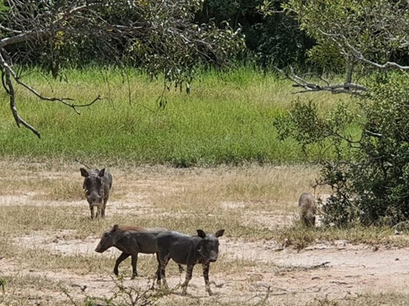 Plot in Moditlo Wildlife Estate on Hoedspruit farm, experience the African Bush as you should - Photo 6