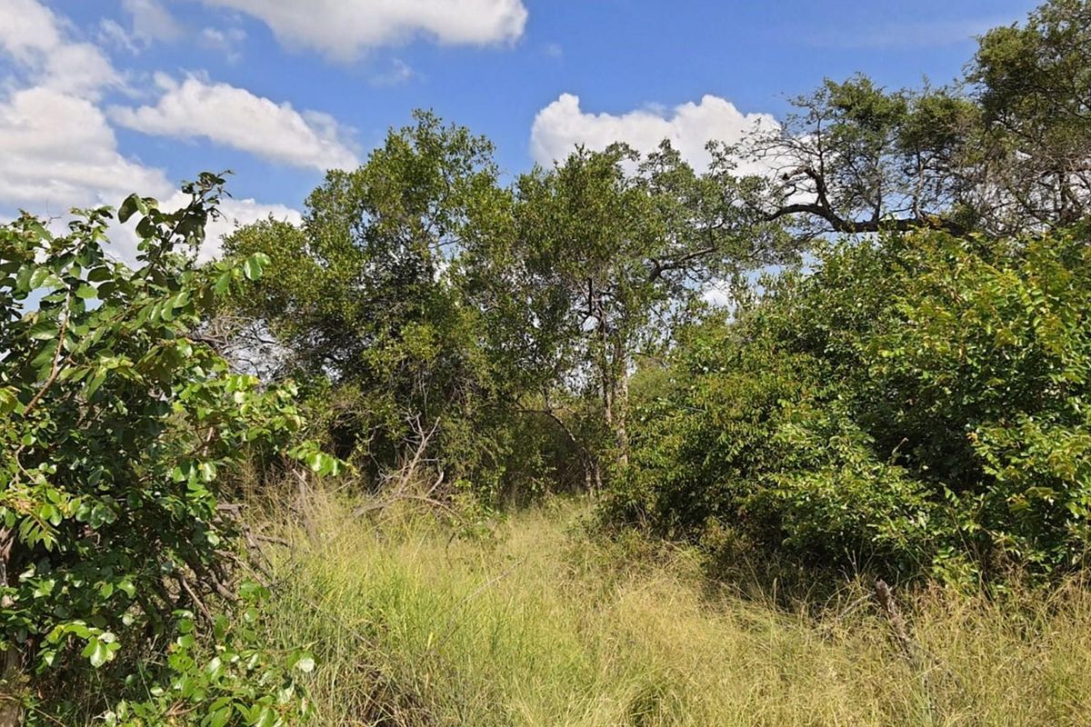 Plot in Moditlo Wildlife Estate on Hoedspruit farm, experience the African Bush as you should - Photo 5