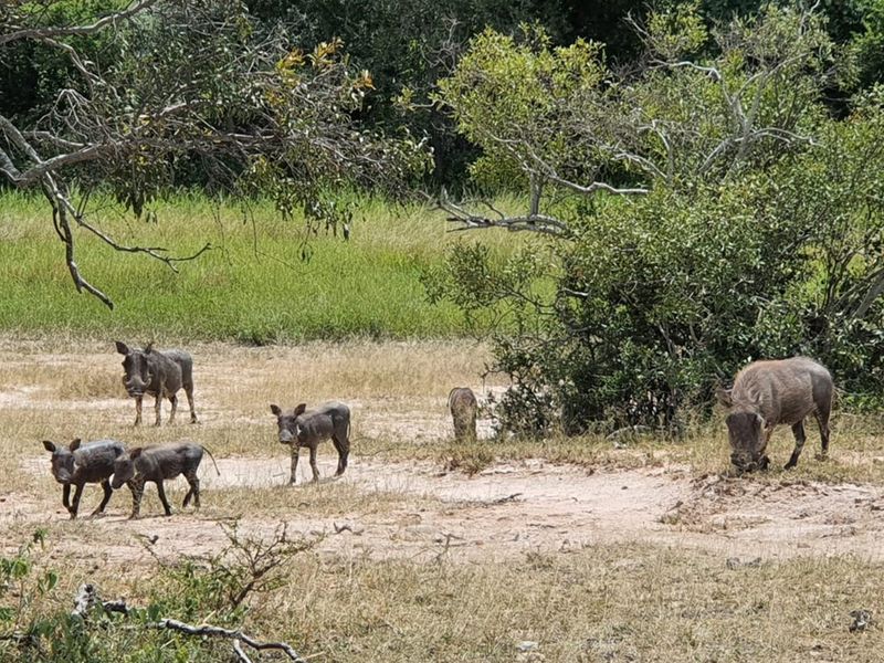 Plot in Moditlo Wildlife Estate on Hoedspruit farm, experience the African Bush as you should - Photo 3
