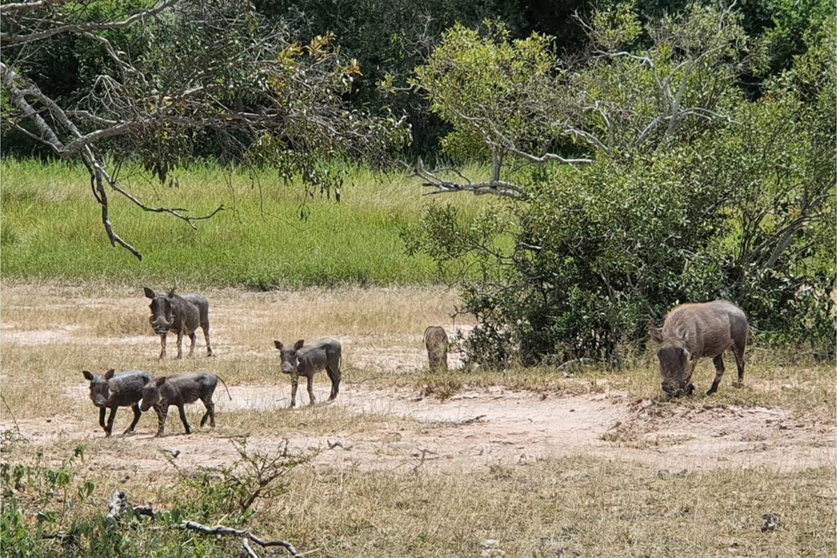 Plot in Moditlo Wildlife Estate on Hoedspruit farm, experience the African Bush as you should - Photo 3